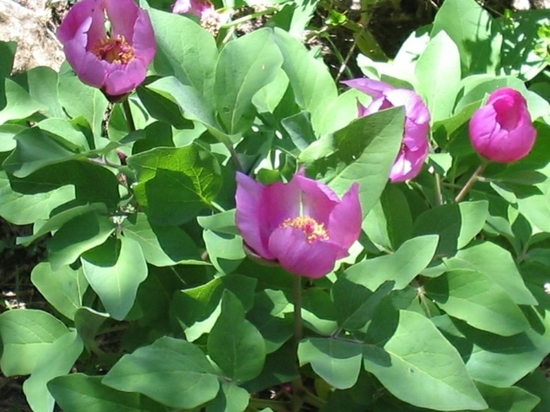 Paeonia algeriensis photo 7