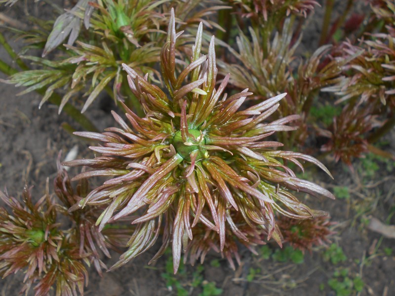 Paeonia anomala photo 2