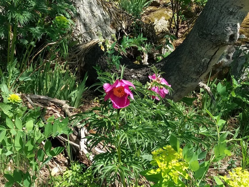 Paeonia anomala photo 5