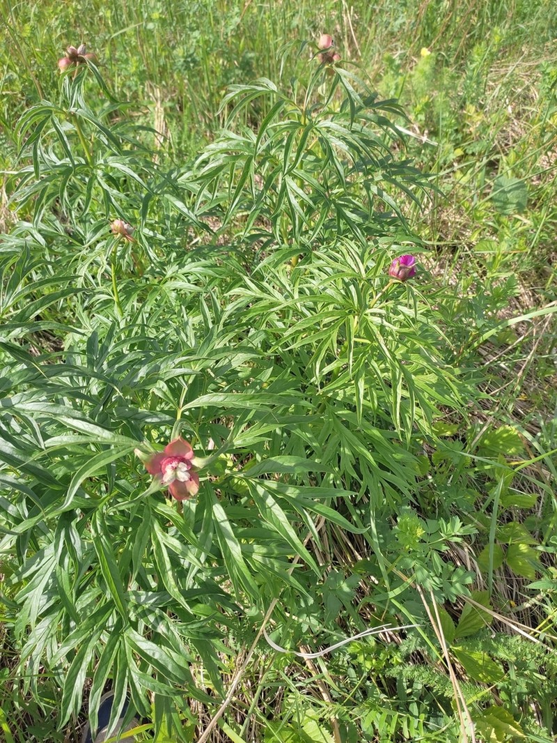 Paeonia anomala photo 6