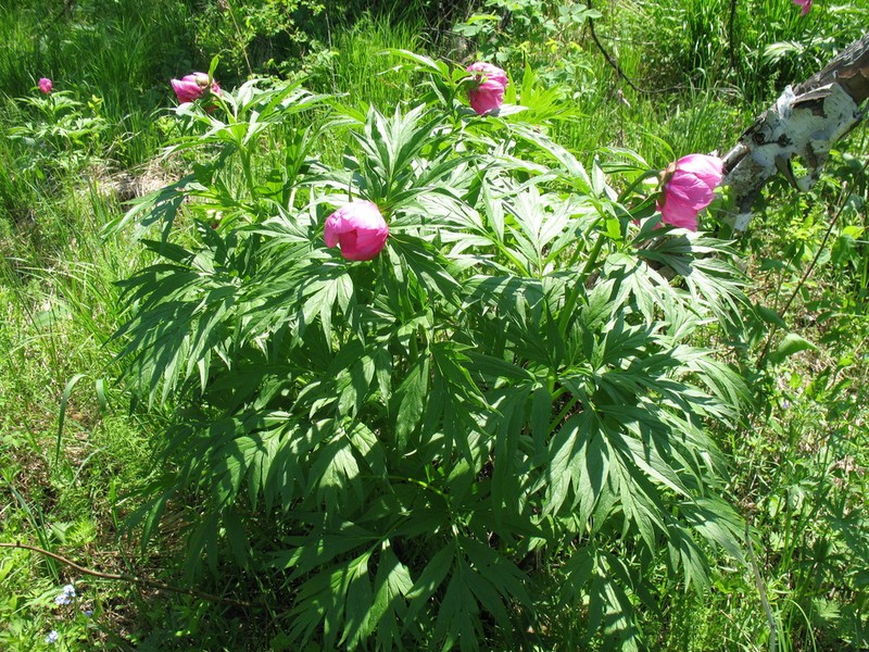 Paeonia anomala photo 7