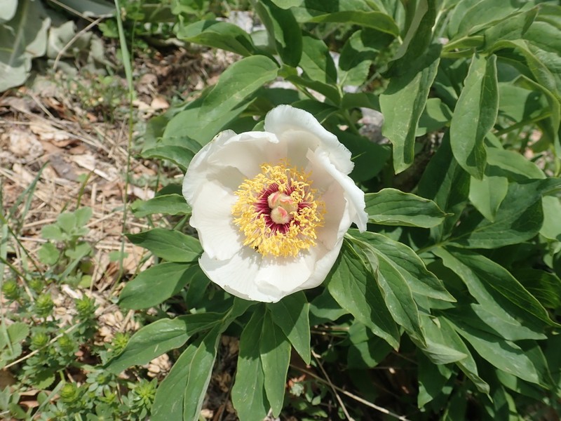 Paeonia arietina photo 2