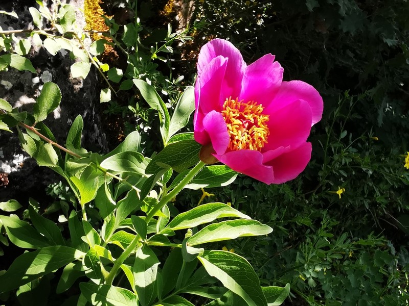 Paeonia arietina photo 3