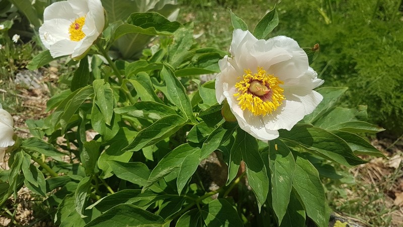 Paeonia arietina photo 4