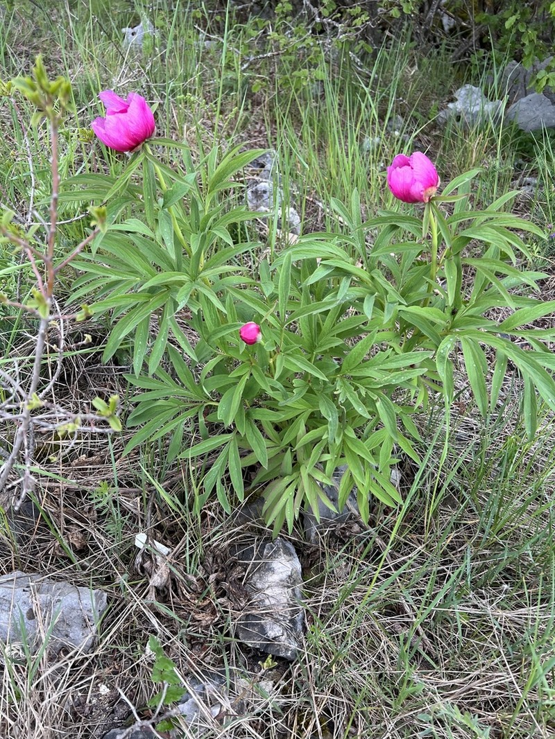 Paeonia arietina photo 5
