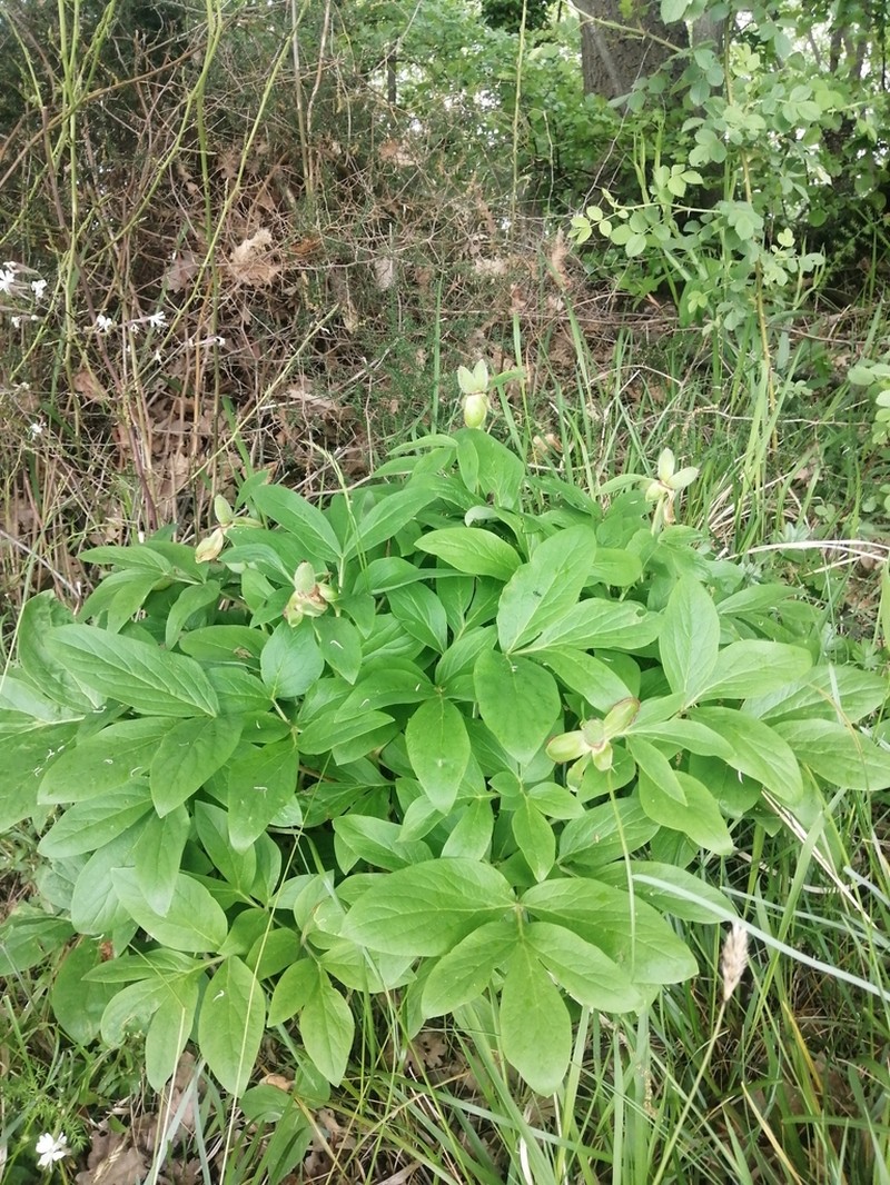 Paeonia arietina photo 6