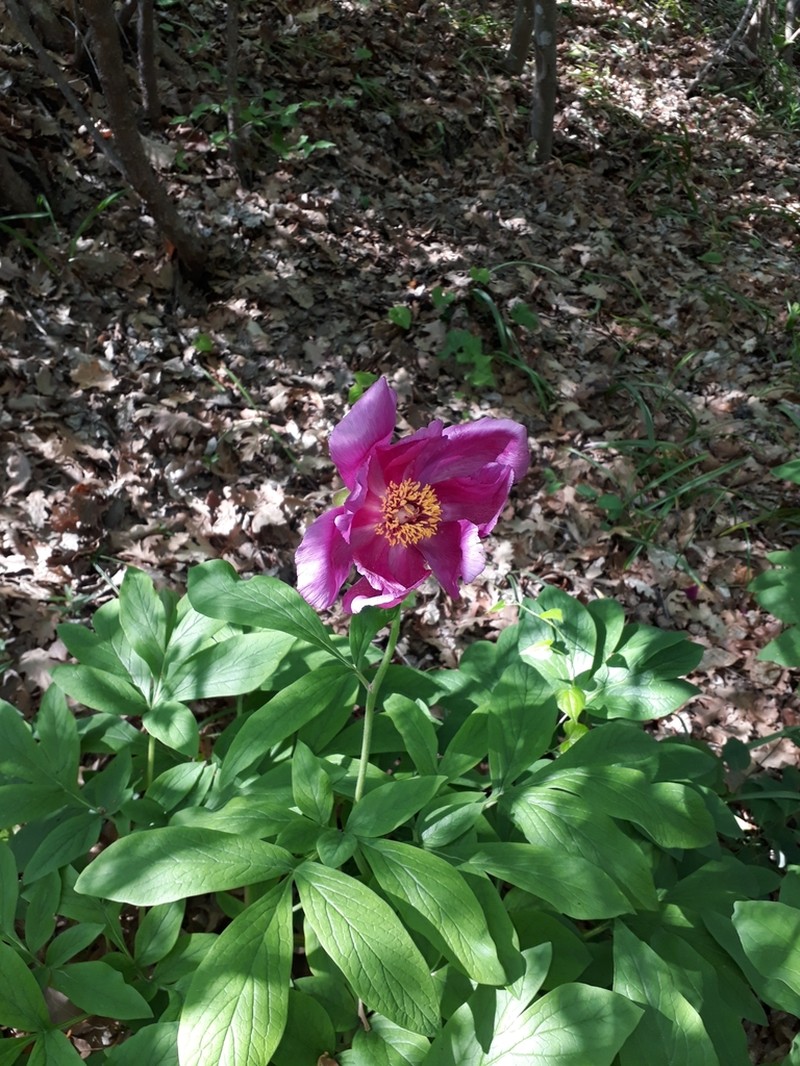 Paeonia arietina photo 7