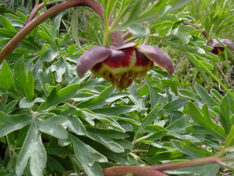 Brown's Peony photo 7
