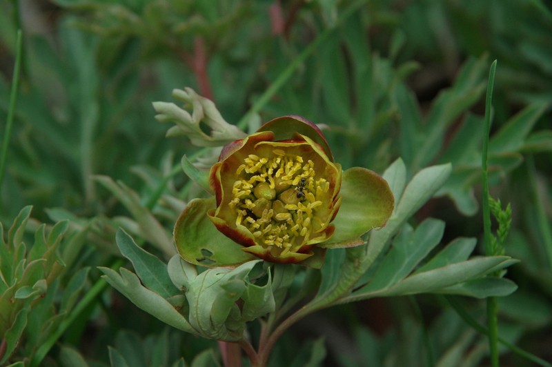 Brown's Peony photo 5