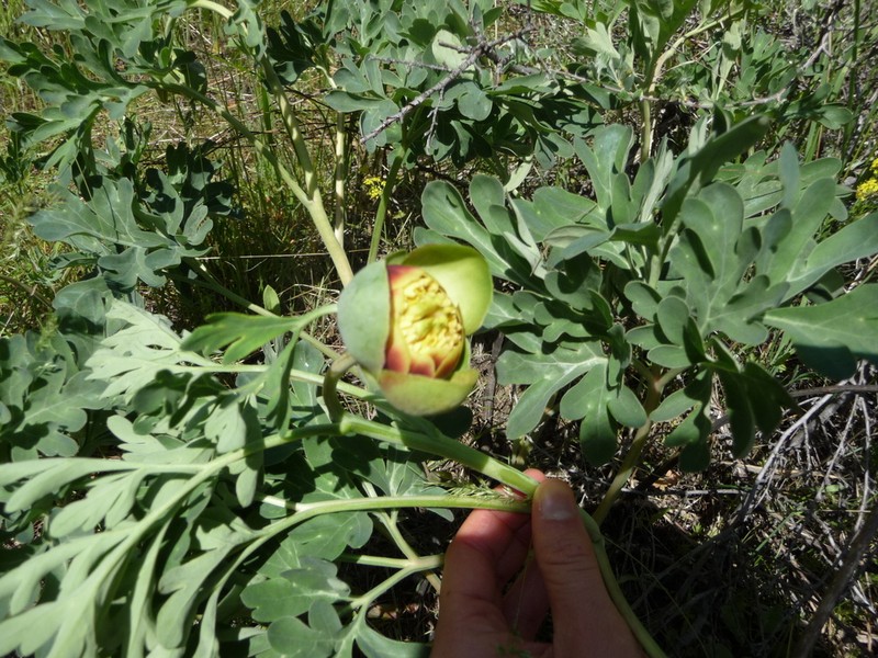 Brown's Peony photo 6