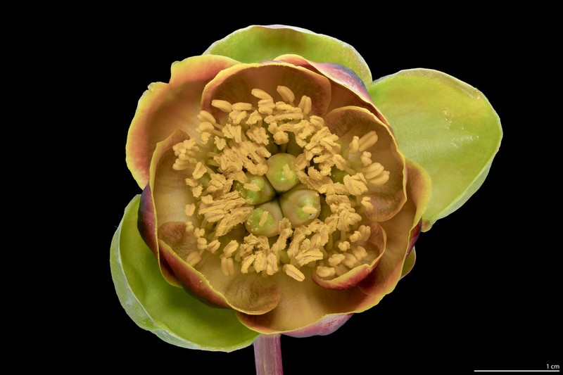Brown's Peony photo 7