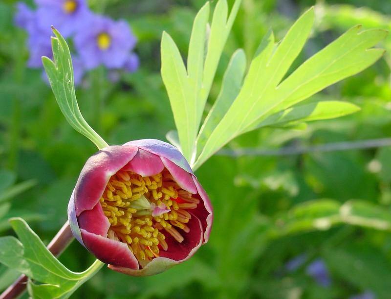 California Peony photo 2