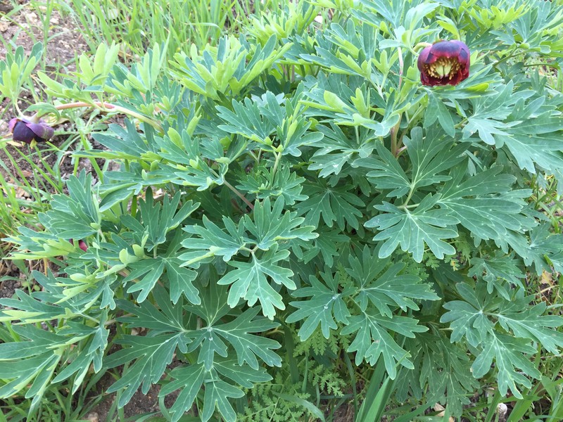 California Peony photo 3