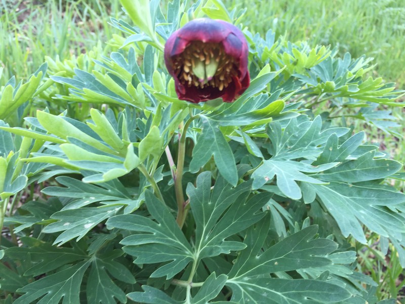 California Peony photo 4