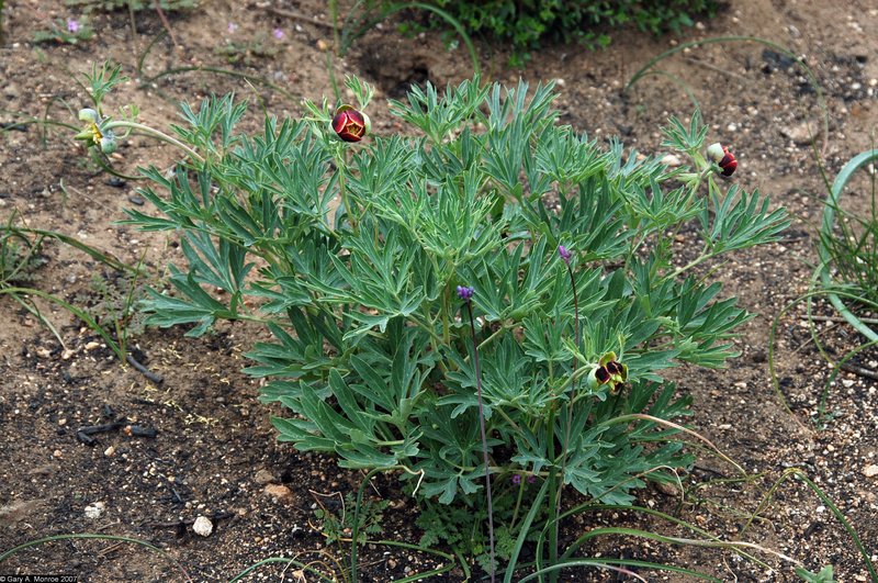 California Peony photo 5