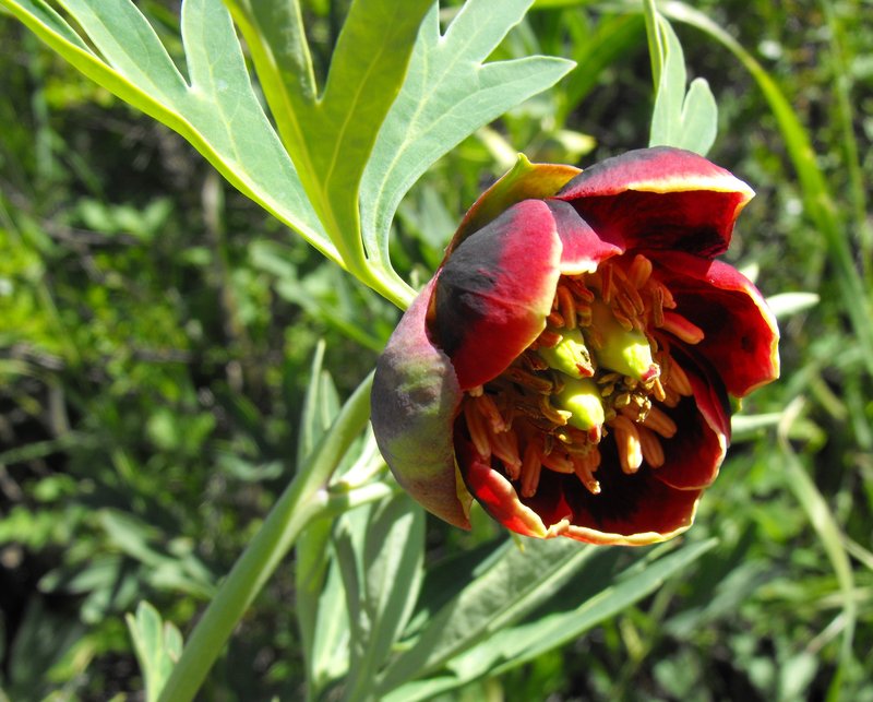 California Peony photo 6