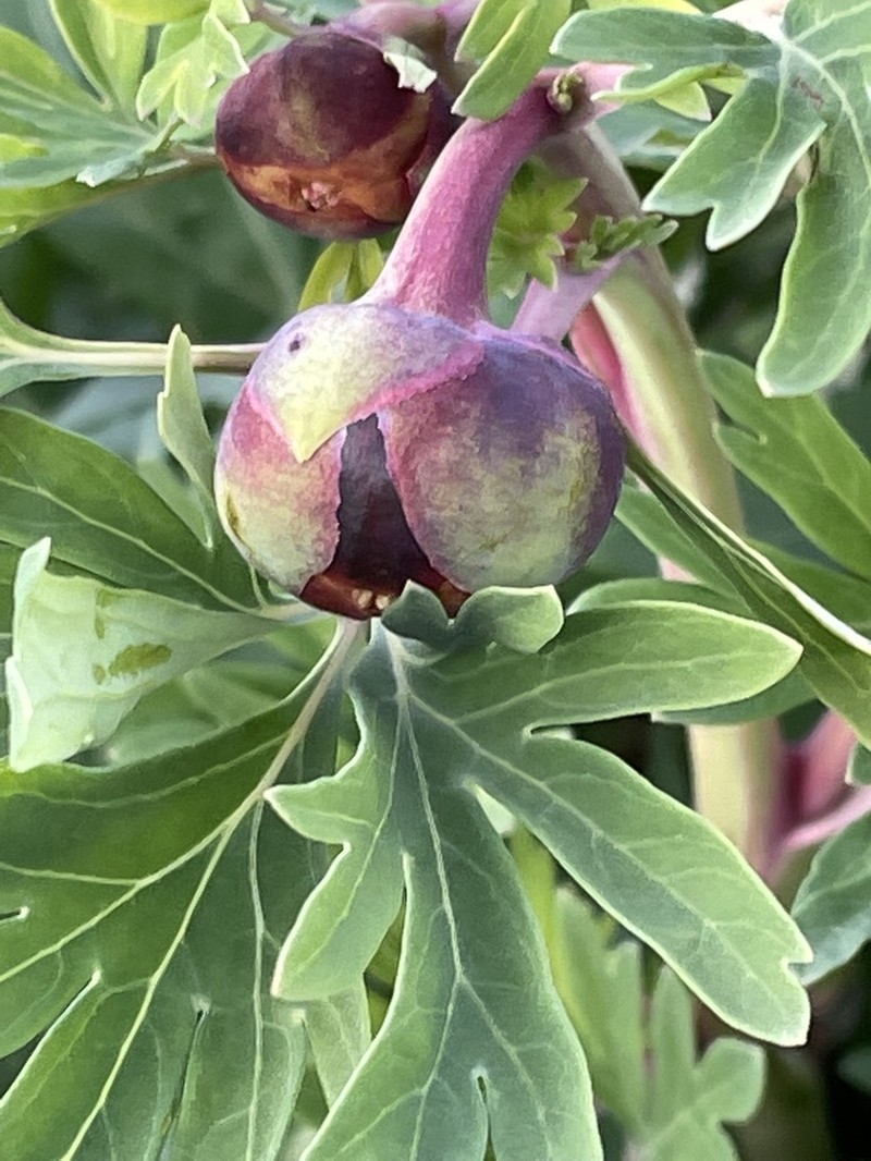 California Peony photo 5