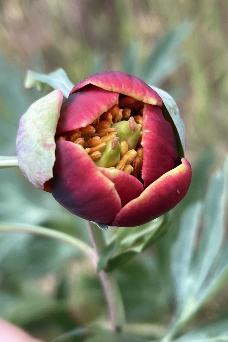 California Peony photo 7