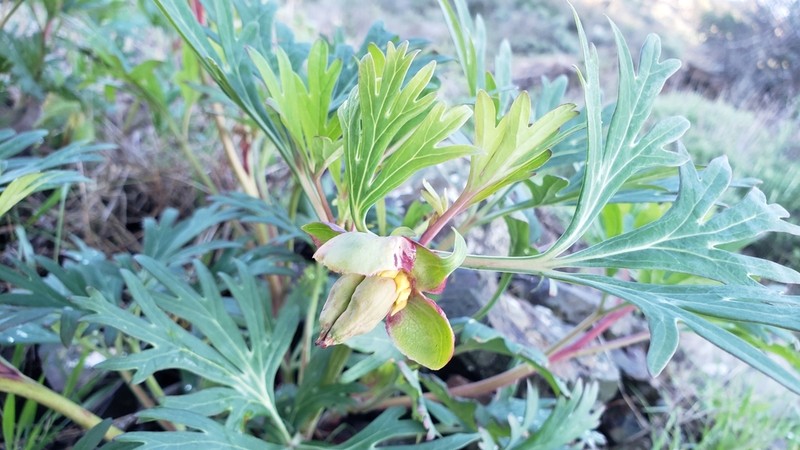 California Peony photo 8