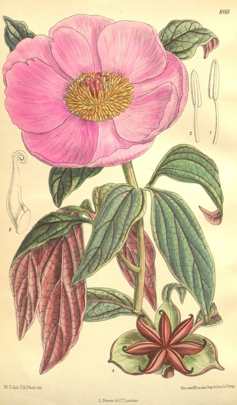 Paeonia cambessedesii
