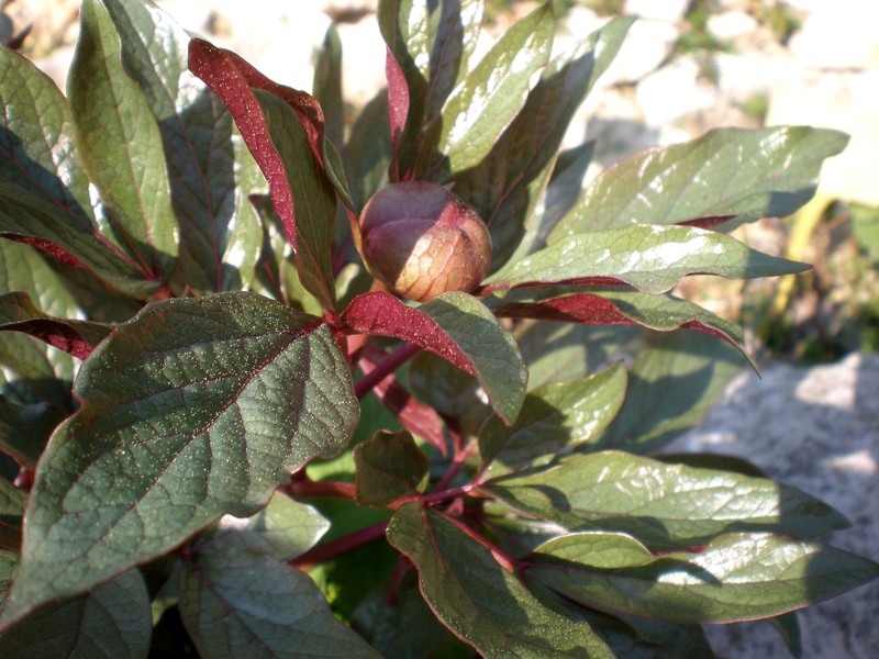 Paeonia cambessedesii photo 2