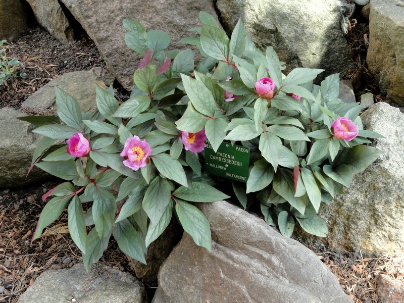 Paeonia cambessedesii photo 3