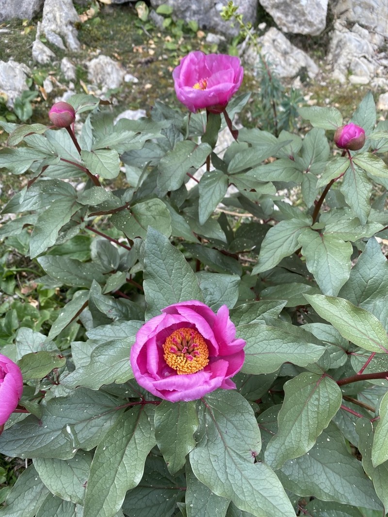 Paeonia cambessedesii photo 4