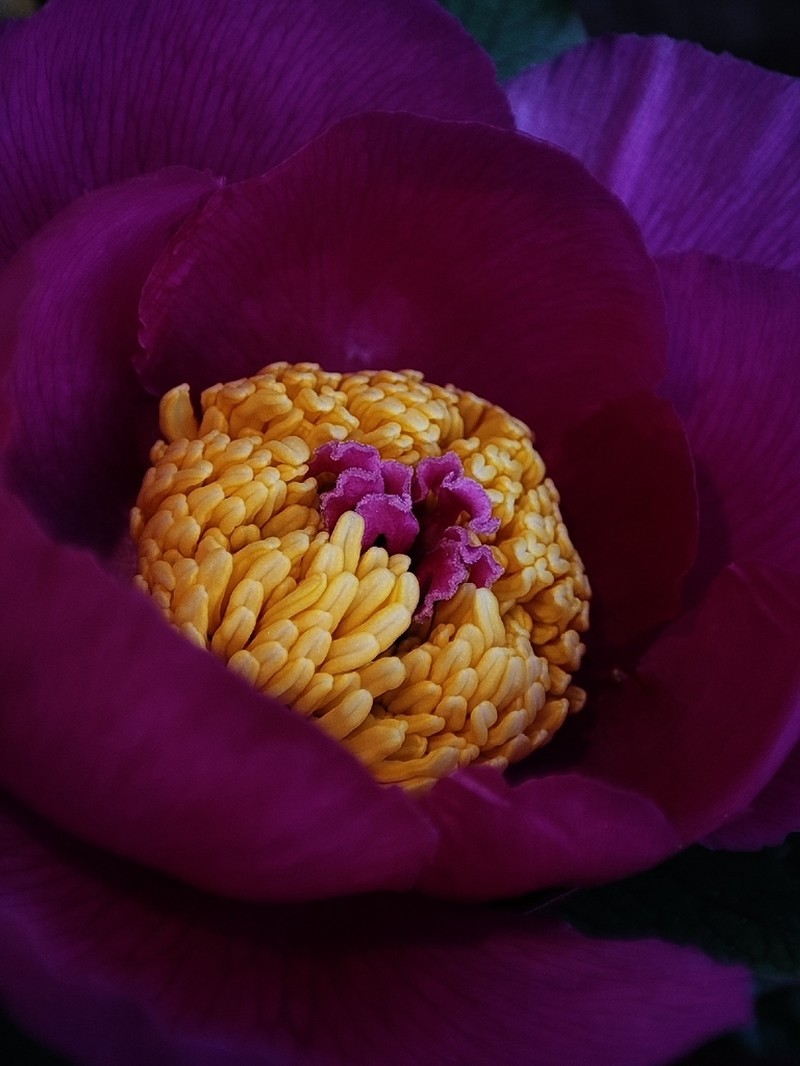 Paeonia cambessedesii photo 5