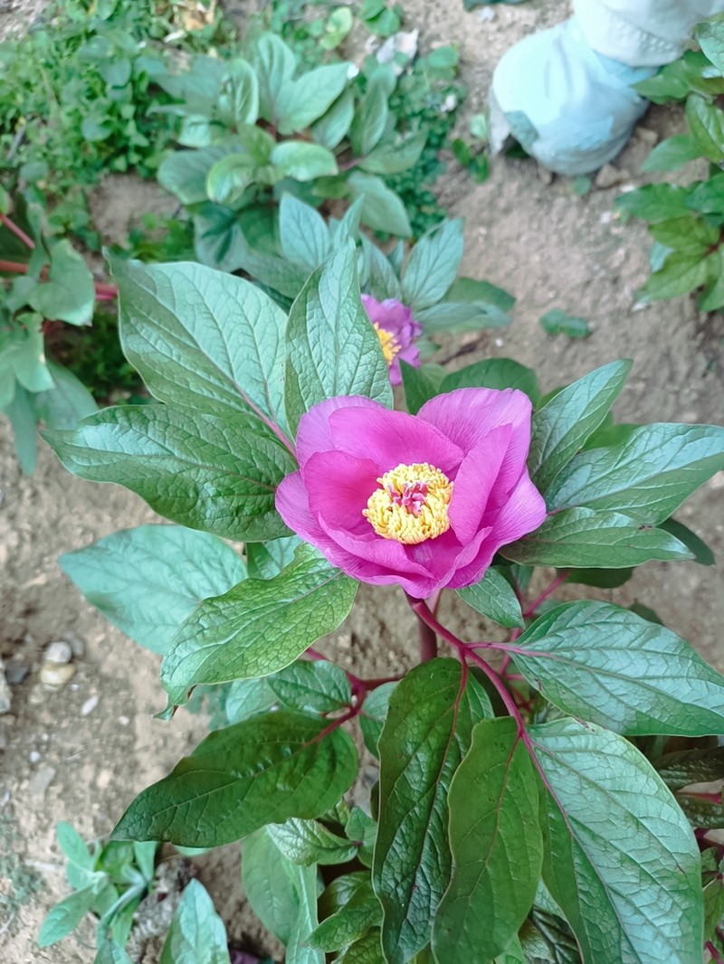 Paeonia cambessedesii photo 7
