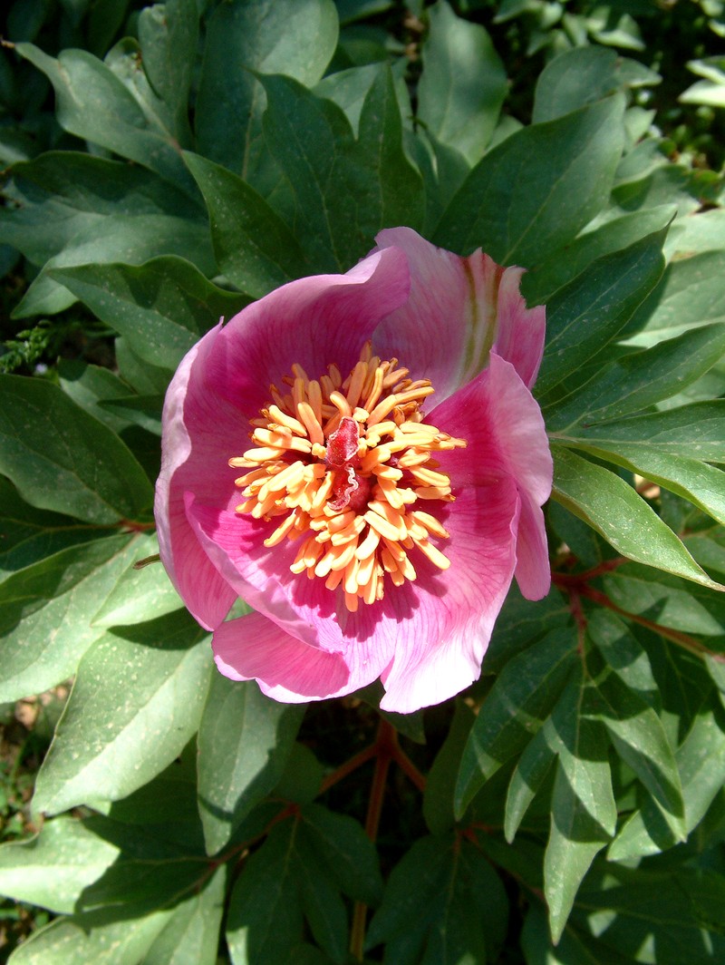 Paeonia clusii