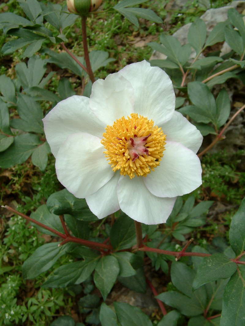 Paeonia clusii photo 2