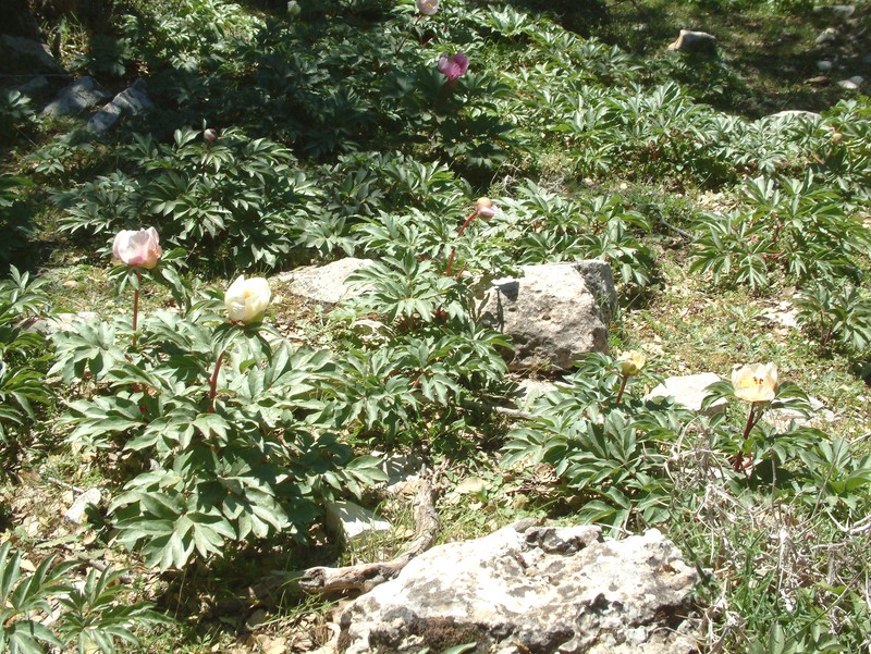 Paeonia clusii photo 3