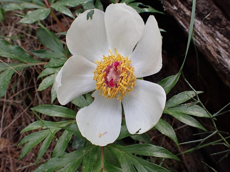 Paeonia clusii photo 4