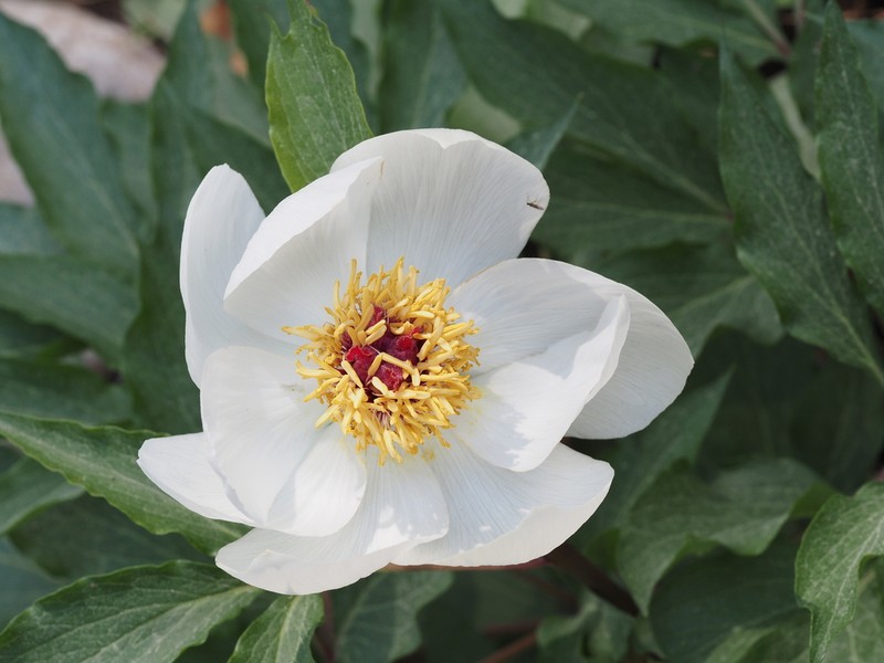 Paeonia clusii photo 5