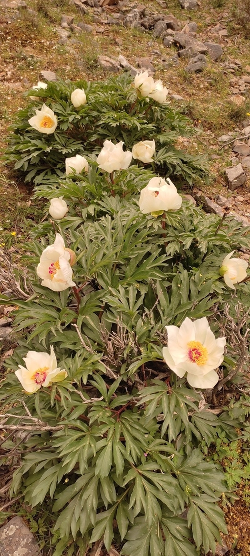 Paeonia clusii photo 7