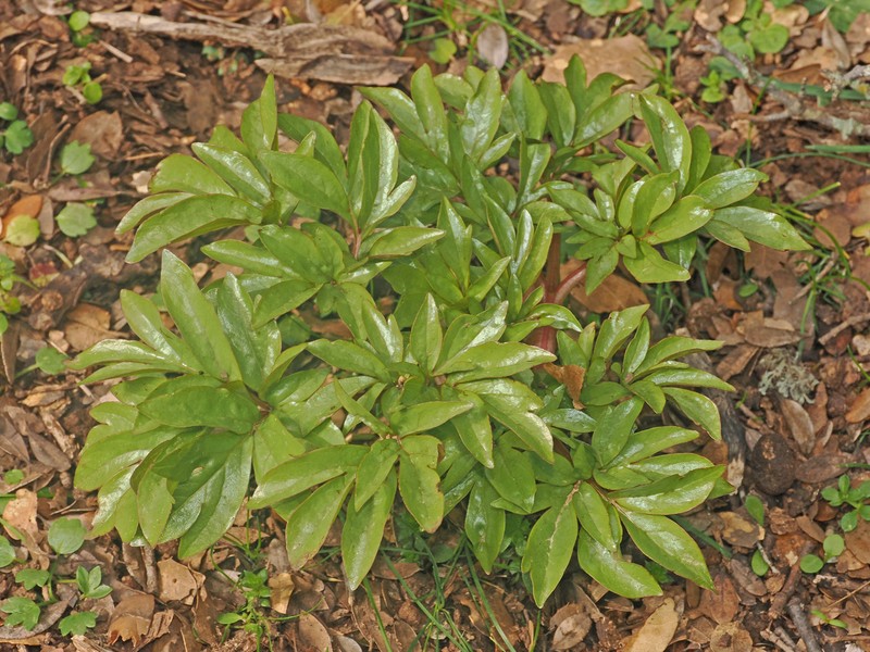Paeonia clusii subsp. clusii