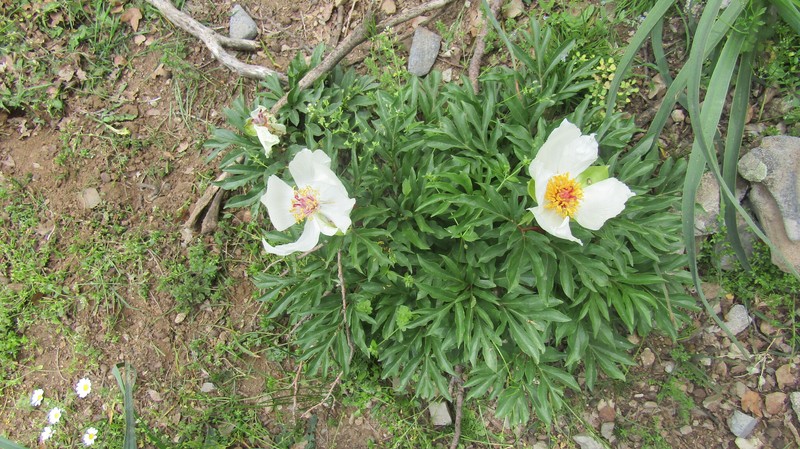 Paeonia clusii subsp. clusii photo 2