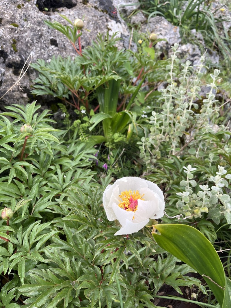 Paeonia clusii subsp. clusii photo 3
