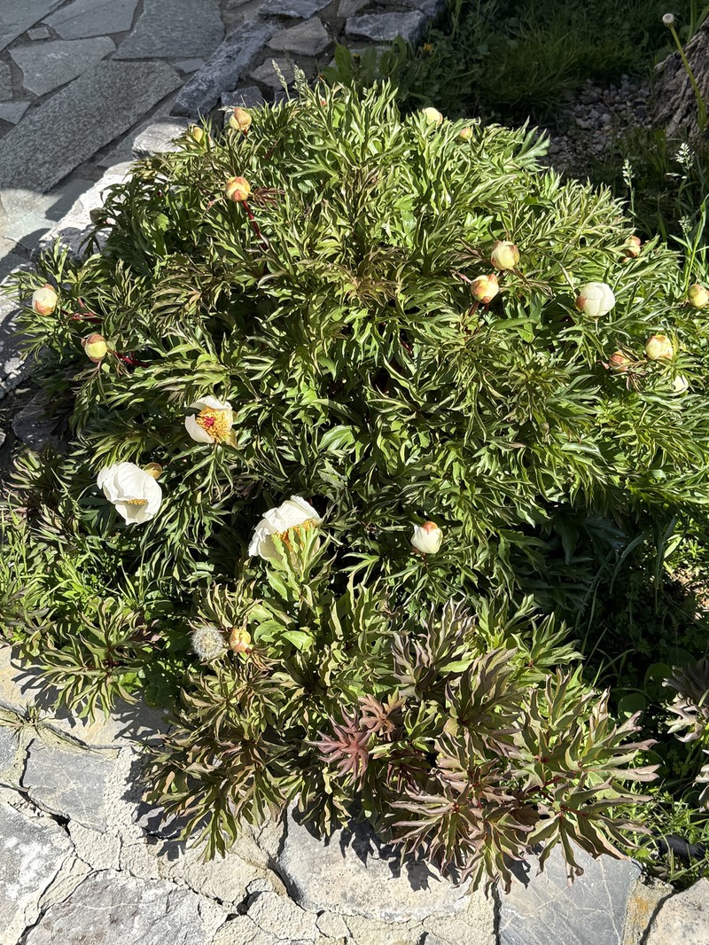 Paeonia clusii subsp. clusii photo 4
