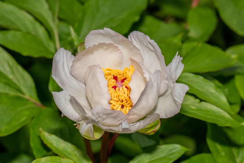 Paeonia clusii subsp. rhodia