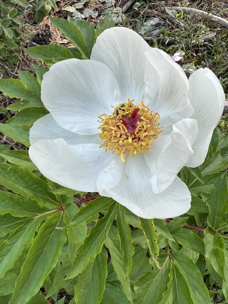 Paeonia clusii subsp. rhodia photo 2