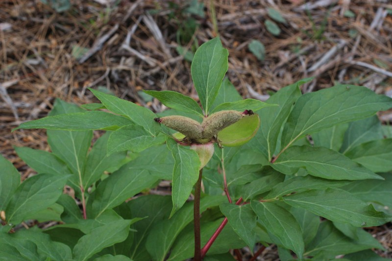 Paeonia clusii subsp. rhodia photo 3