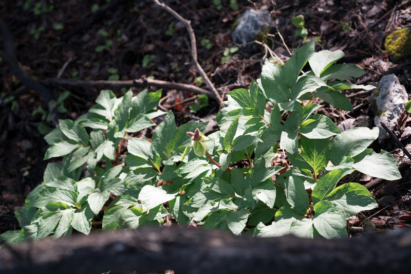 Paeonia clusii subsp. rhodia photo 4