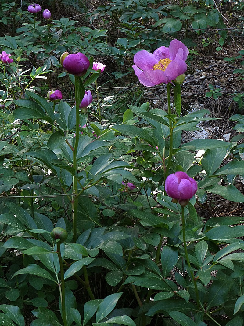 Paeonia coriacea
