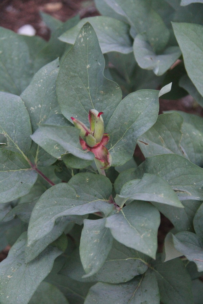 Paeonia coriacea photo 2