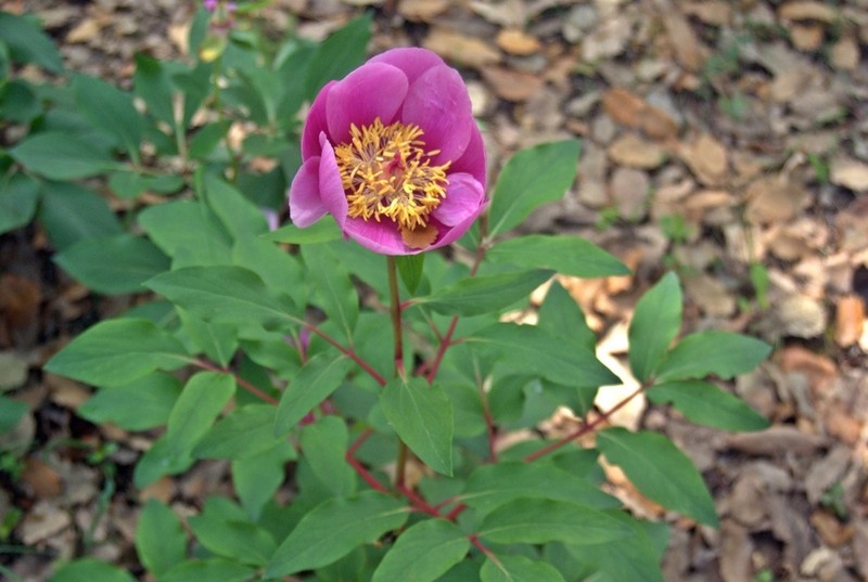 Paeonia coriacea photo 3