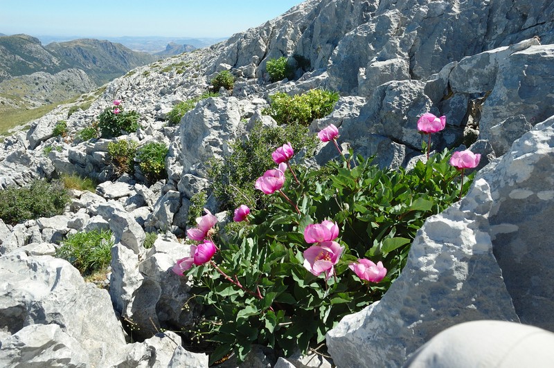 Paeonia coriacea photo 4