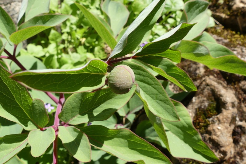 Paeonia coriacea photo 5