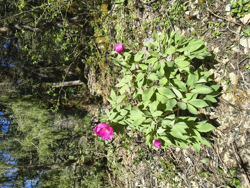 Paeonia coriacea photo 6