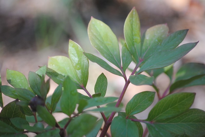 Paeonia coriacea photo 7